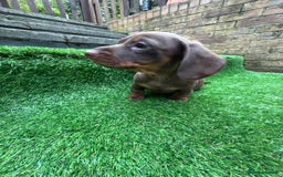 Dachshund dogs for sale: 5 stunning Dachshund puppies - Image 12