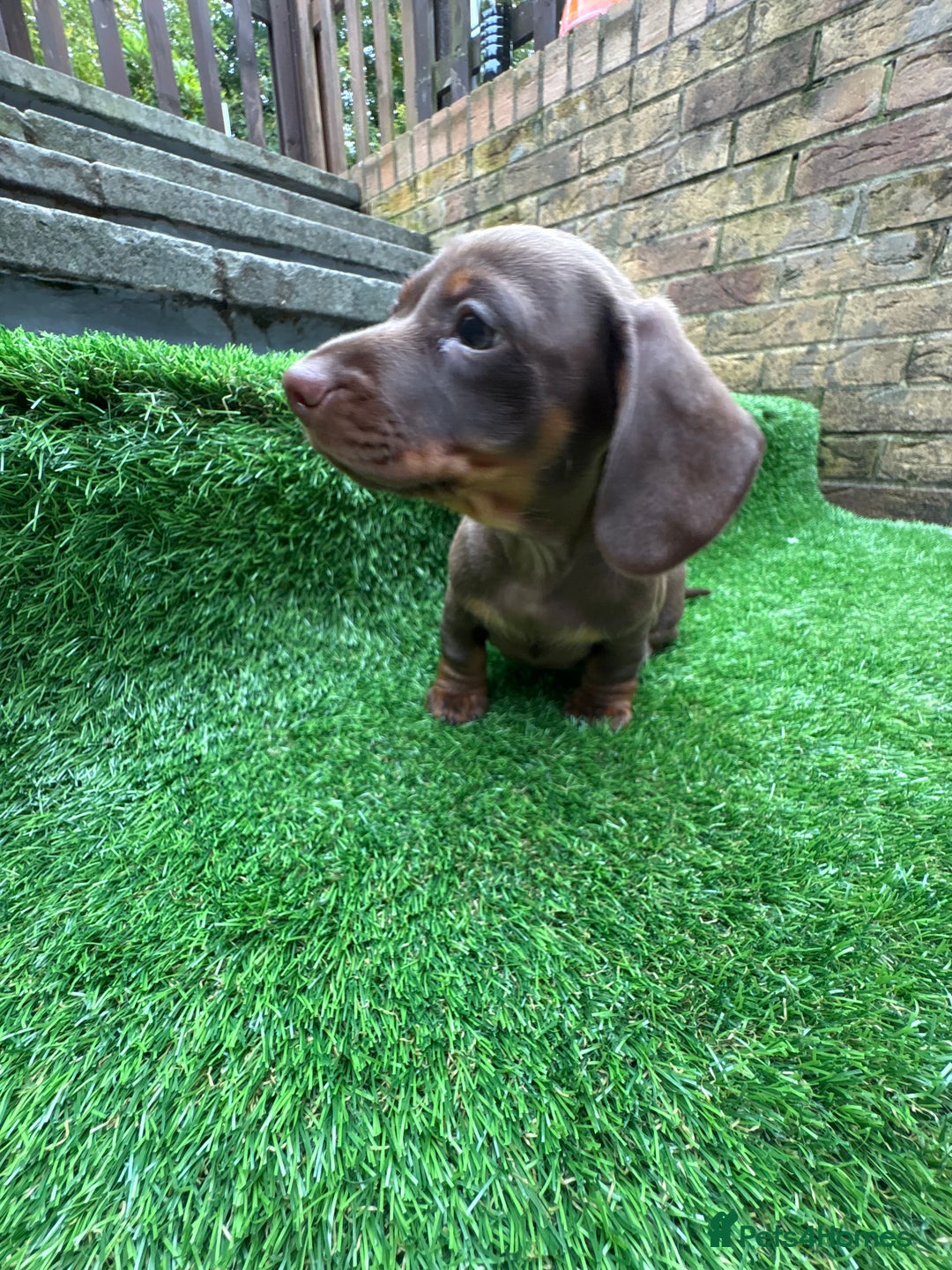 Dachshund dogs for sale: 5 stunning Dachshund puppies - Image 12