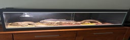 Leopard Gecko reptiles for sale: Setup + Super Hypo Carrot Tail Baldy Leopard Gecko - Advert 2