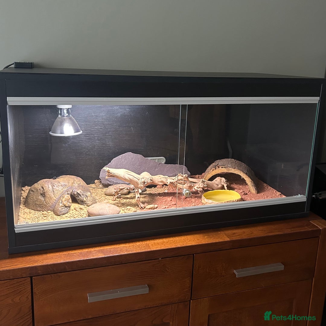 Leopard Gecko reptiles for sale: Setup + Super Hypo Carrot Tail Baldy Leopard Gecko - Advert 2