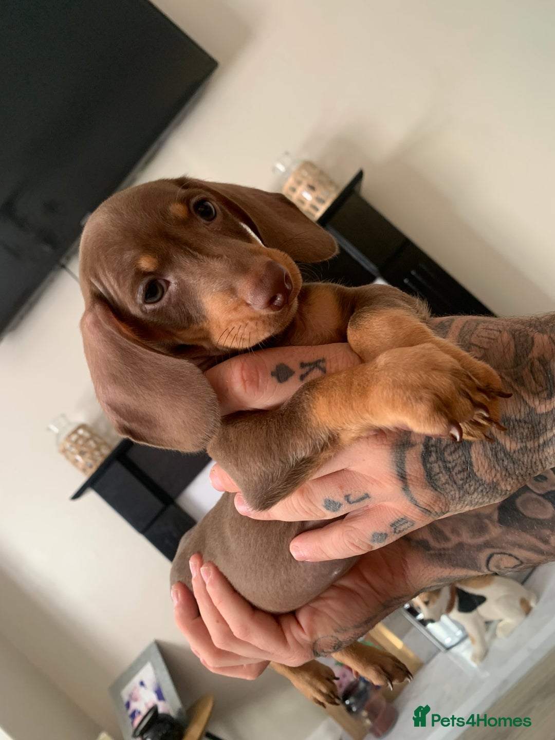 Dachshund dogs for sale: Dachshund puppies for sale  - Image 6