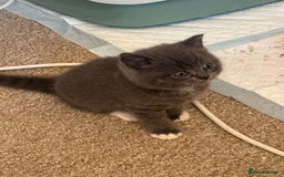 British Shorthair cats for sale: beautiful and cute kitten for sale  - Image 9