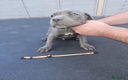 Cane Corso dogs for sale: Look 👀 absolutely stunning cane corso. - Image 32