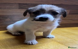 Mixed Breed dogs for sale: Jack Russell with a hint of Bichon Frise. - Image 25