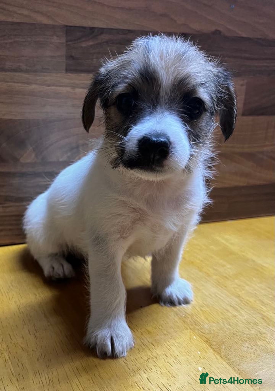 Mixed Breed dogs for sale: Jack Russell with a hint of Bichon Frise. - Image 25