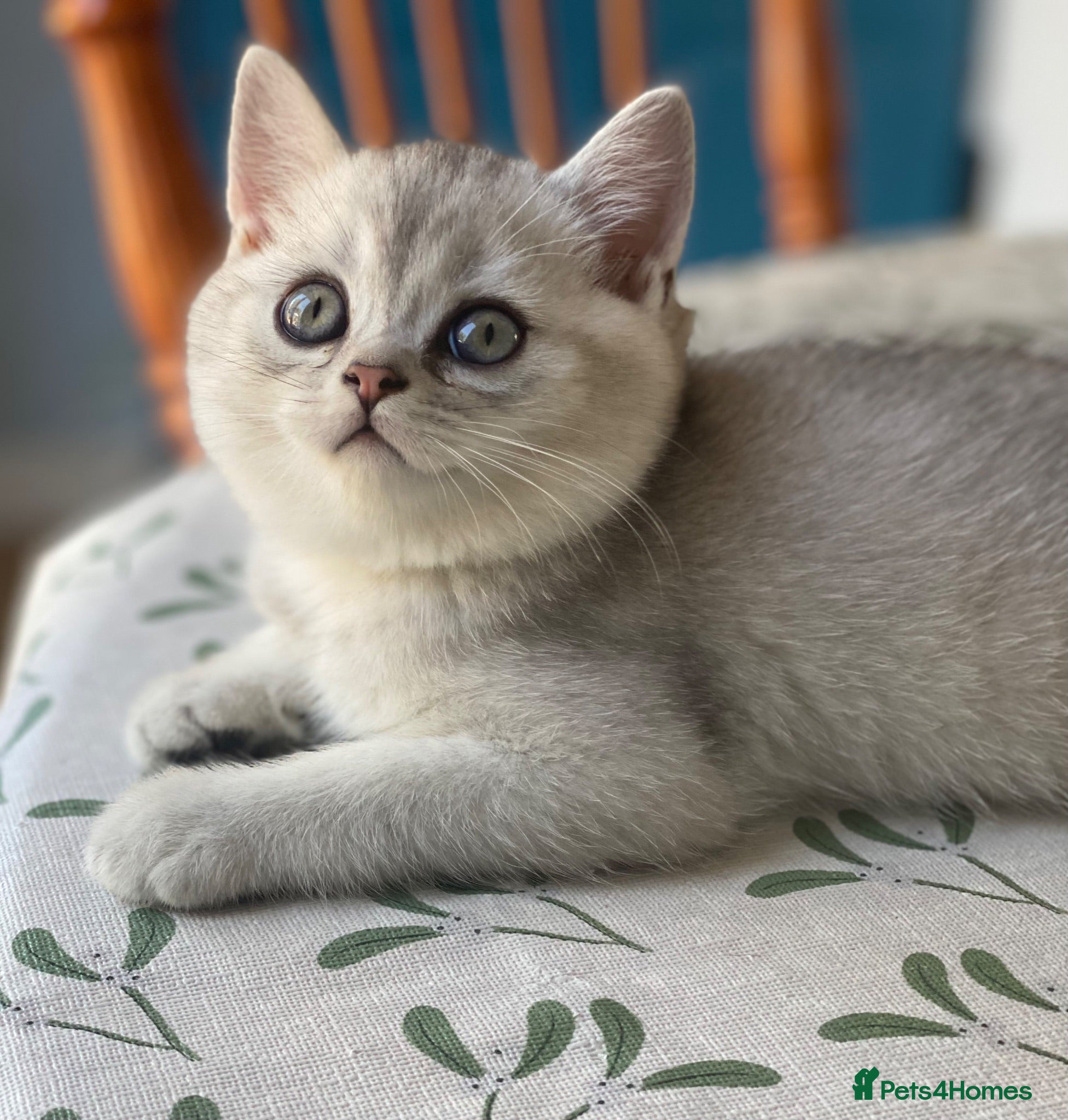 British Shorthair cats Lovely British Short Hair  - Advert 1