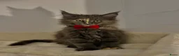 Maine Coon cats for sale: 3 Beautiful Mainecoon kittens in Gosport - Advert 5