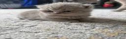 British Shorthair cats for sale: Lilac British shorthair GCCF and TICA registered in York - Advert 7