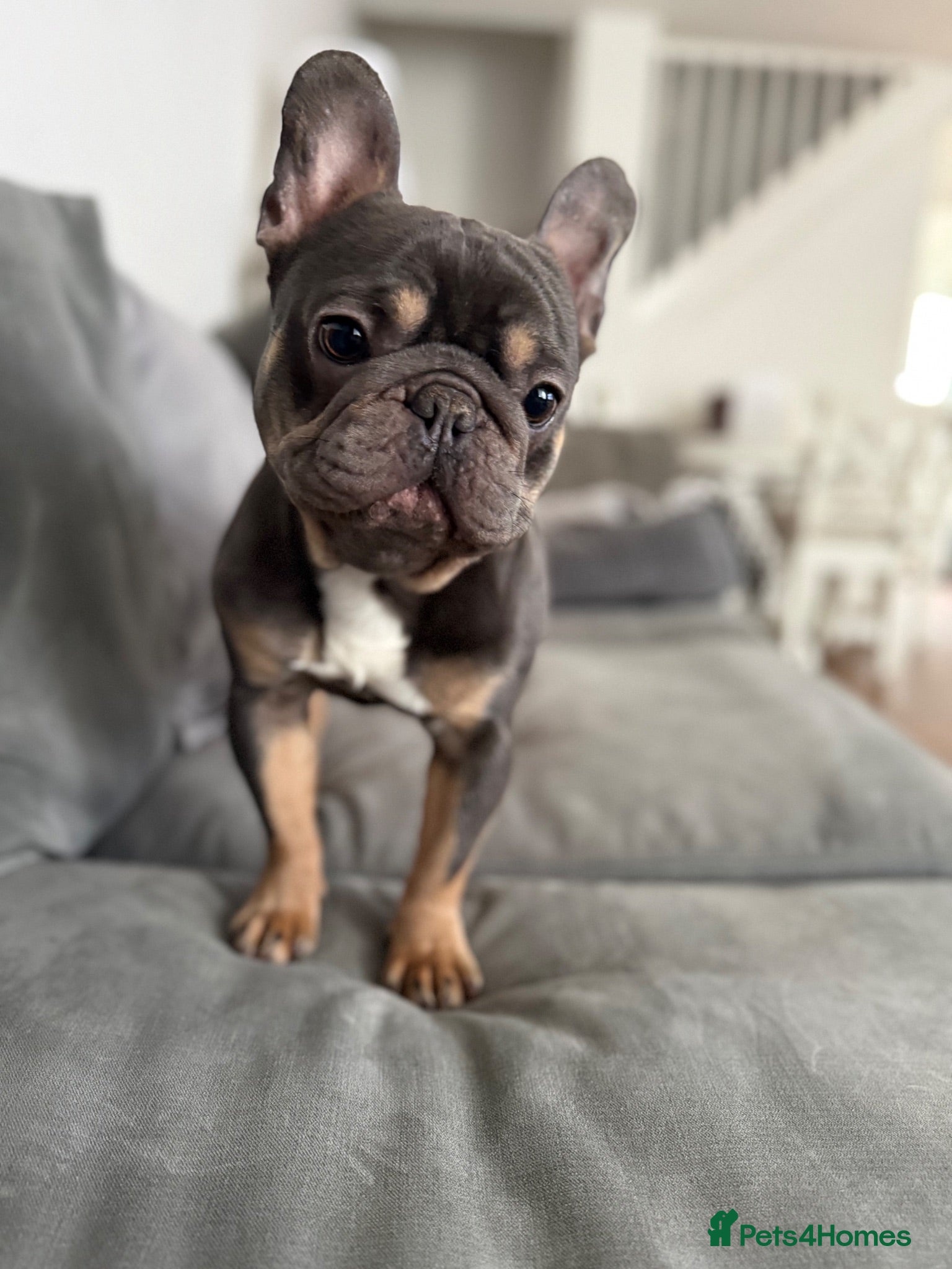 French Bulldog dogs 🐾 Beautiful French Bulldog Boy 🐾 - Advert 8