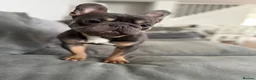 French Bulldog dogs for sale: 🐾 Beautiful French Bulldog Boy 🐾 - Advert 1
