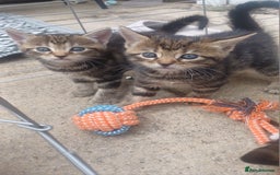 Mixed Breed cats for sale: Gorgeous Bengal x babies **READY NOW** - Image 9