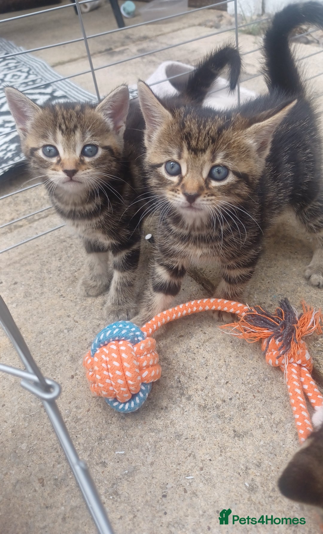 Mixed Breed cats for sale: Gorgeous Bengal x babies **READY NOW** - Image 9