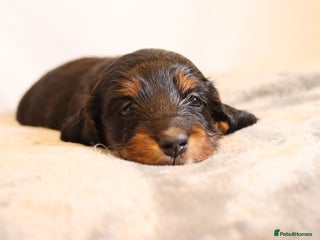 Miniature Dachshund dogs - Advert 29