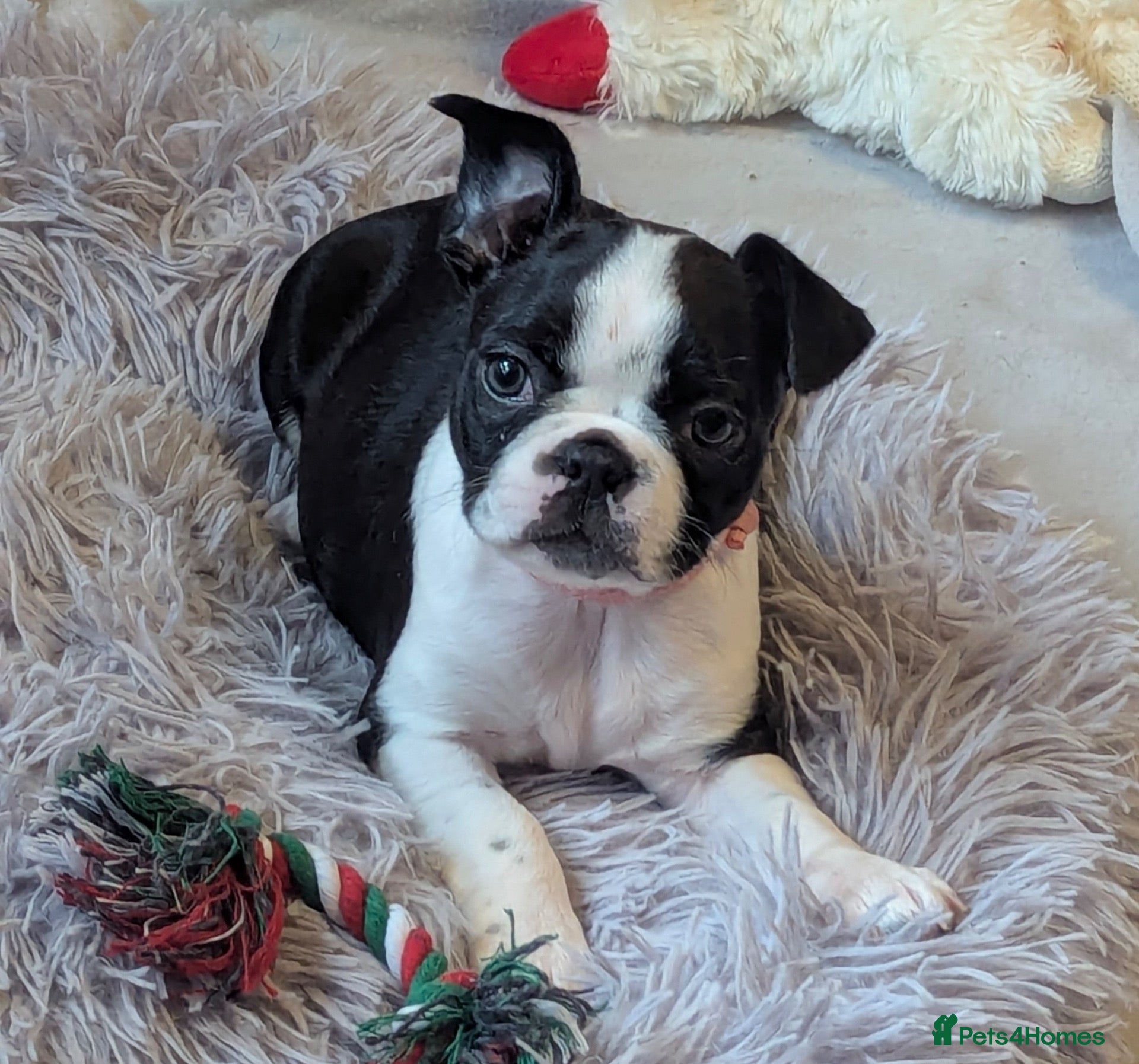 Boston Terrier dogs for sale: ARGYLL - 1 Adorable girl Boston Terrier Pup - Advert 7