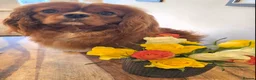 Cavalier King Charles Spaniel dogs for sale: Specialist Tested Cavalier King Charles  - Advert 5