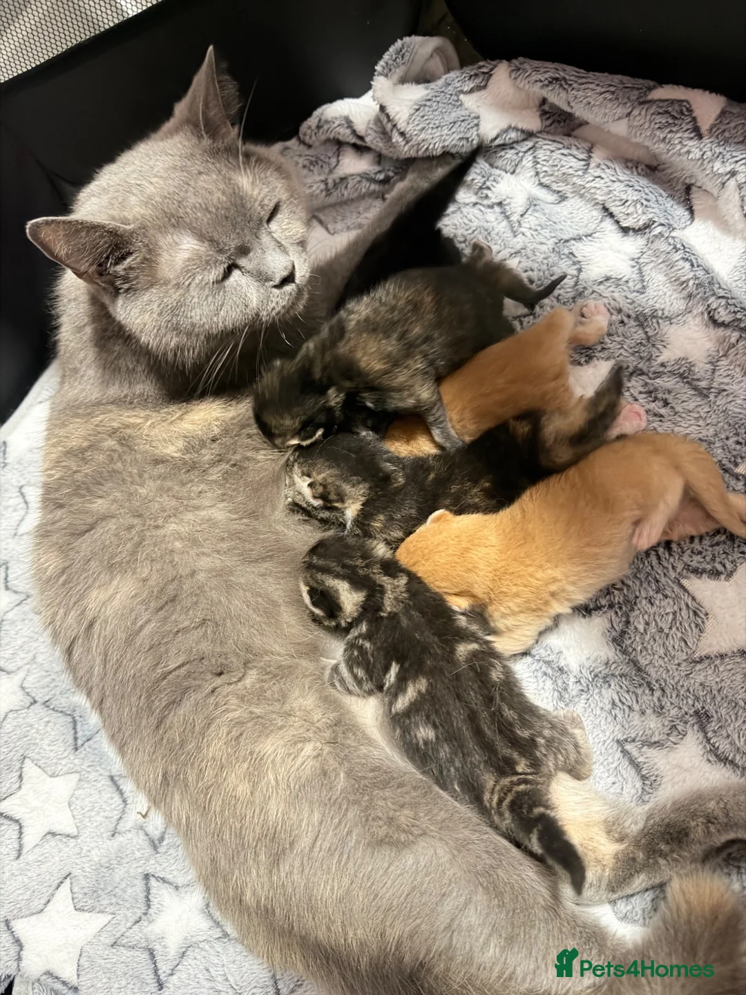 Mixed Breed cats for sale: British ShorthairX kittens for sale  - Advert 2
