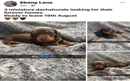 Miniature Dachshund dogs for sale: Miniature dachshunds  - Image 1