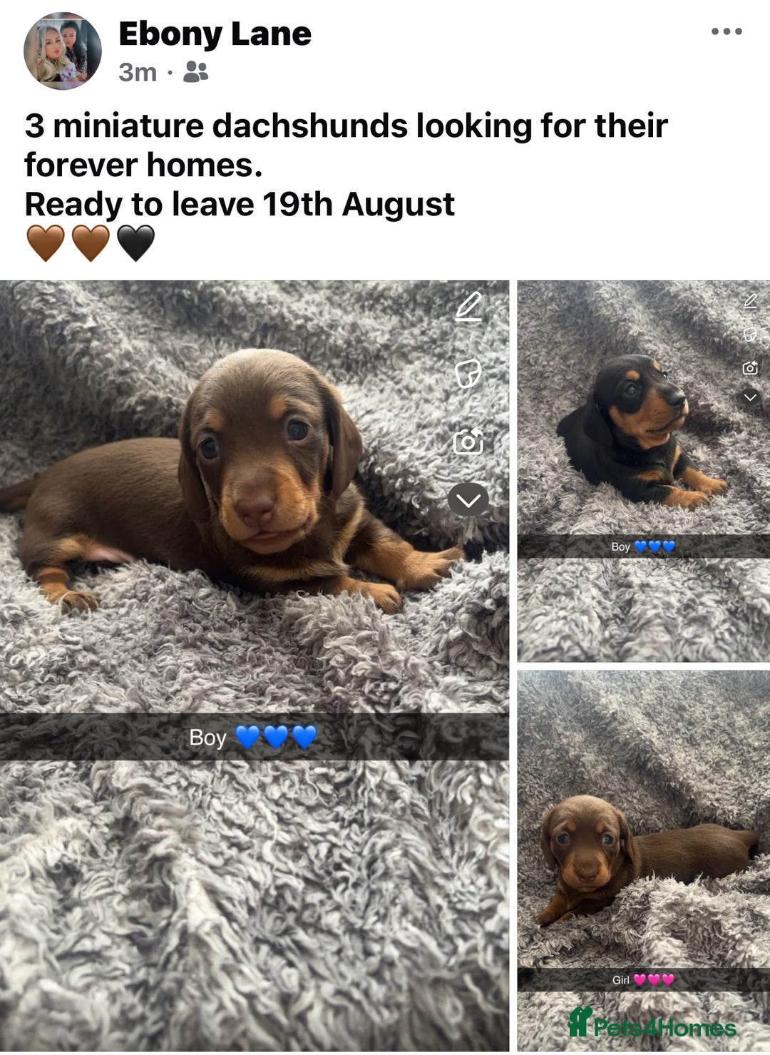 Miniature Dachshund dogs for sale: Miniature dachshunds  - Image 1