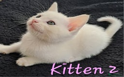 Mixed Breed cats for sale: 4 cute kittens up for sale - Image 22