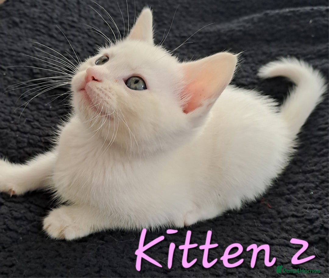 Mixed Breed cats for sale: 4 cute kittens up for sale - Image 22