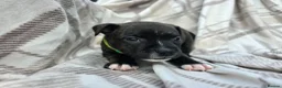 Staffordshire Bull Terrier dogs for sale: Staffy pups in Coleford - Advert 6