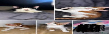 Domestic Shorthair 2