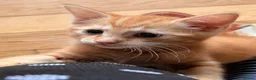 Ragdoll cats for sale: ragdoll X calico kiiten  - Advert 6