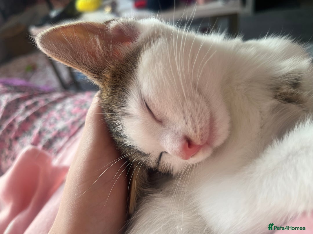 Mixed Breed cats for sale: Gorgeous 3month old kitten  - Image 2