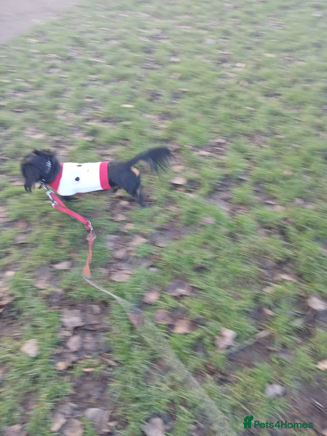 Dachshund dogs for stud: Beautiful long hair Dachshund male for stud - Advert 4