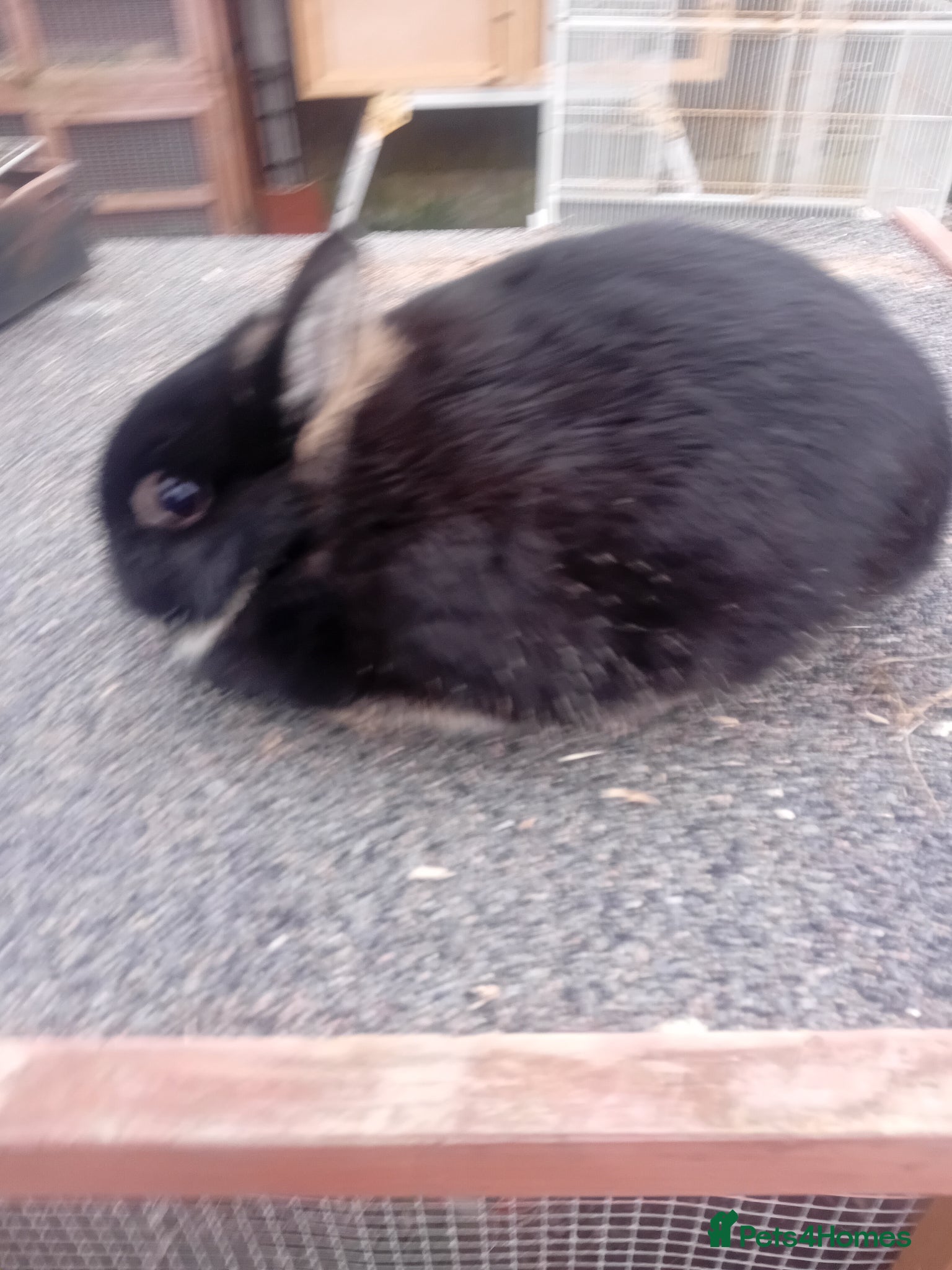 Netherland Dwarf rabbits Netherland dwarf  - Advert 2