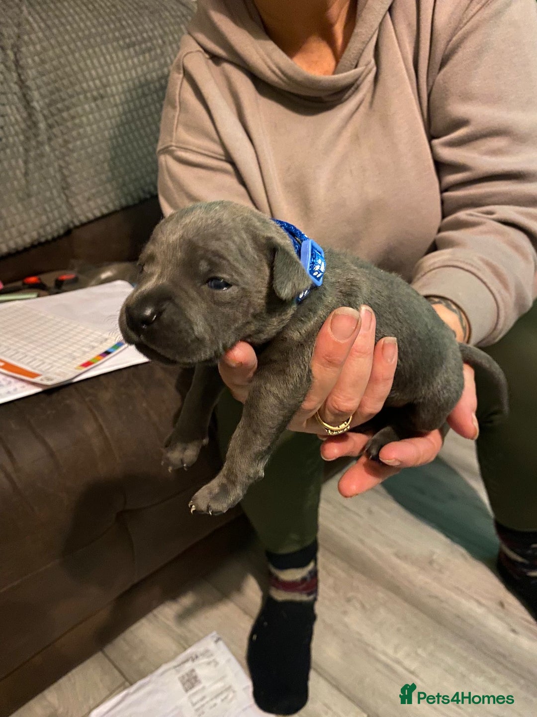 Staffordshire Bull Terrier dogs for sale: Blue pups  - Advert 7