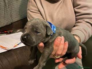 Staffordshire Bull Terrier dogs Blue pups - Advert 4