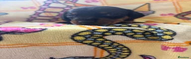 Dachshund 3