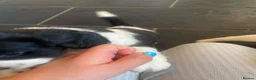 Mixed Breed dogs for sale: Beautiful beagle x springer puppy’s !! - Advert 6