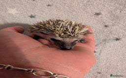 Pygmy Hedgehog rodents for sale: Litter of African pygmy hedgehog  - Image 3