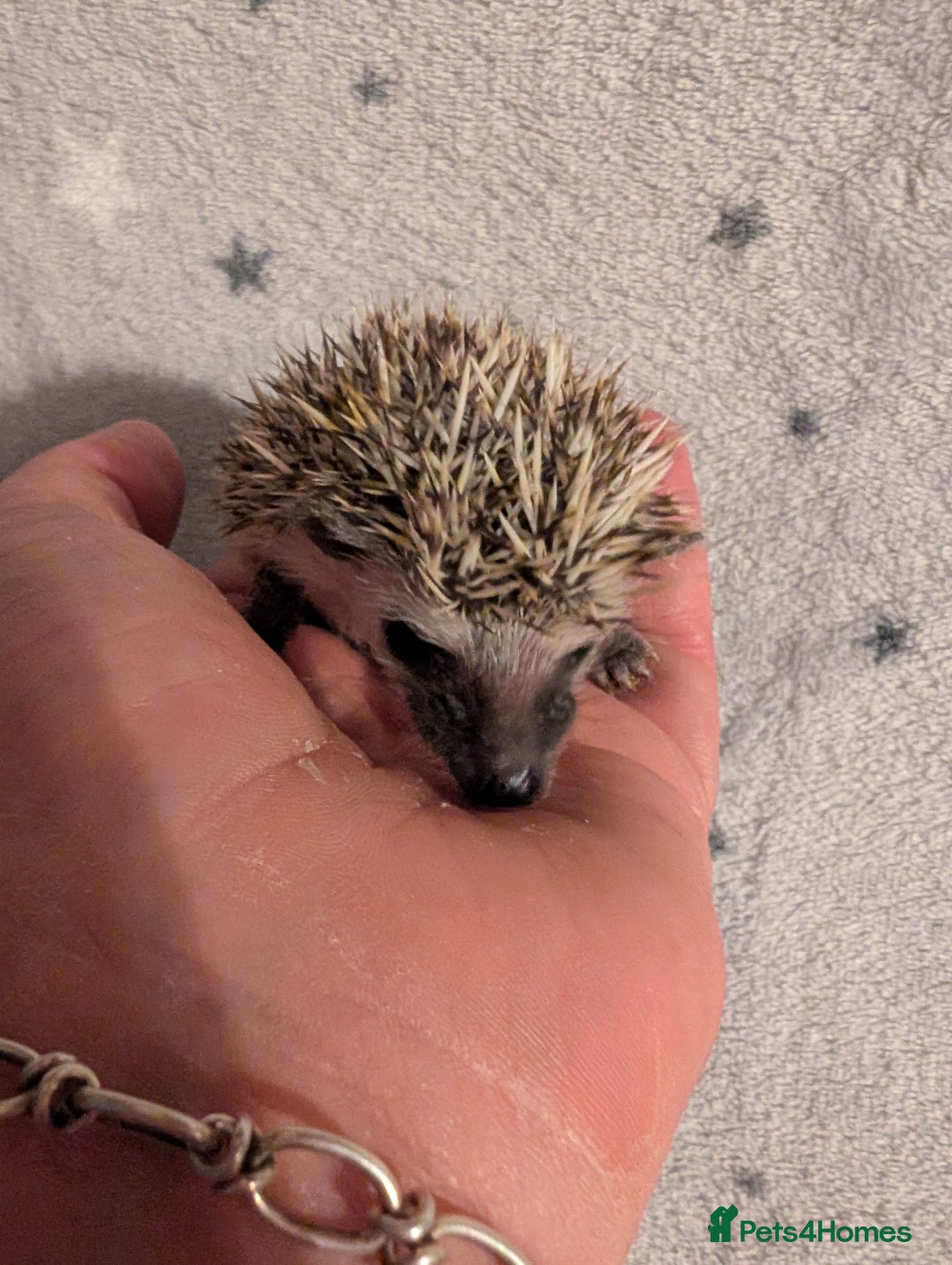 Pygmy Hedgehog rodents for sale: Litter of African pygmy hedgehog  - Image 3