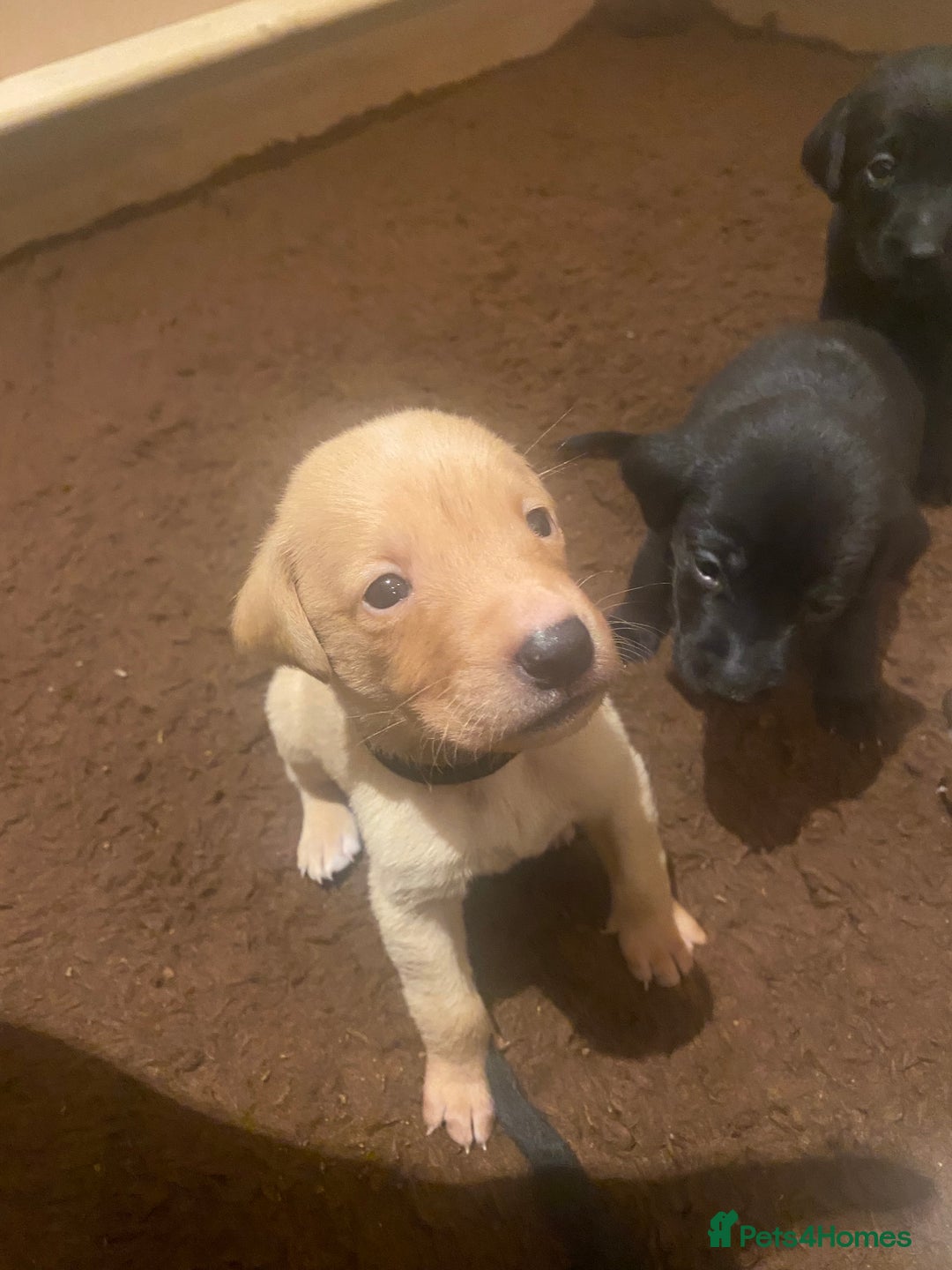 Labrador Retriever dogs for sale: KC registered Labrador puppies - Advert 22