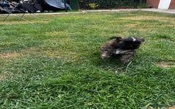 Shih Tzu dogs for sale: Shih tzu puppies looking for a forever home. - Image 8
