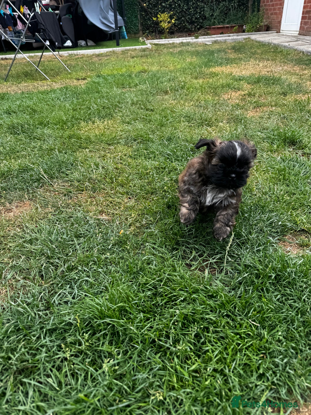 Shih Tzu dogs for sale: Shih tzu puppies looking for a forever home. - Image 8