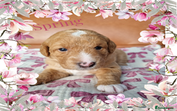 Australian Labradoodle dogs for sale: Stunning red F1b Australian Labradoodle puppies  - Image 32