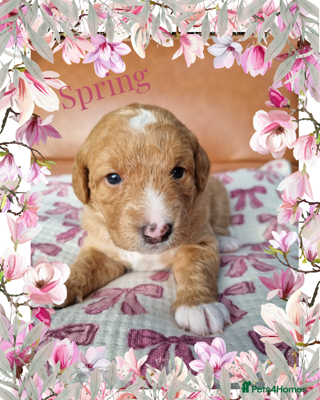 Australian Labradoodle dogs for sale: Stunning red F1b Australian Labradoodle puppies  - Image 32