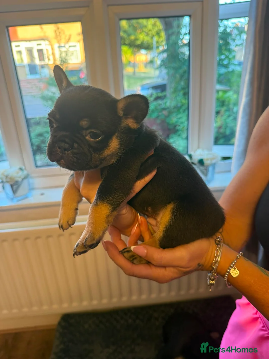 French Bulldog dogs for sale: 3 beautiful female French bulldog puppies.  - Advert 2