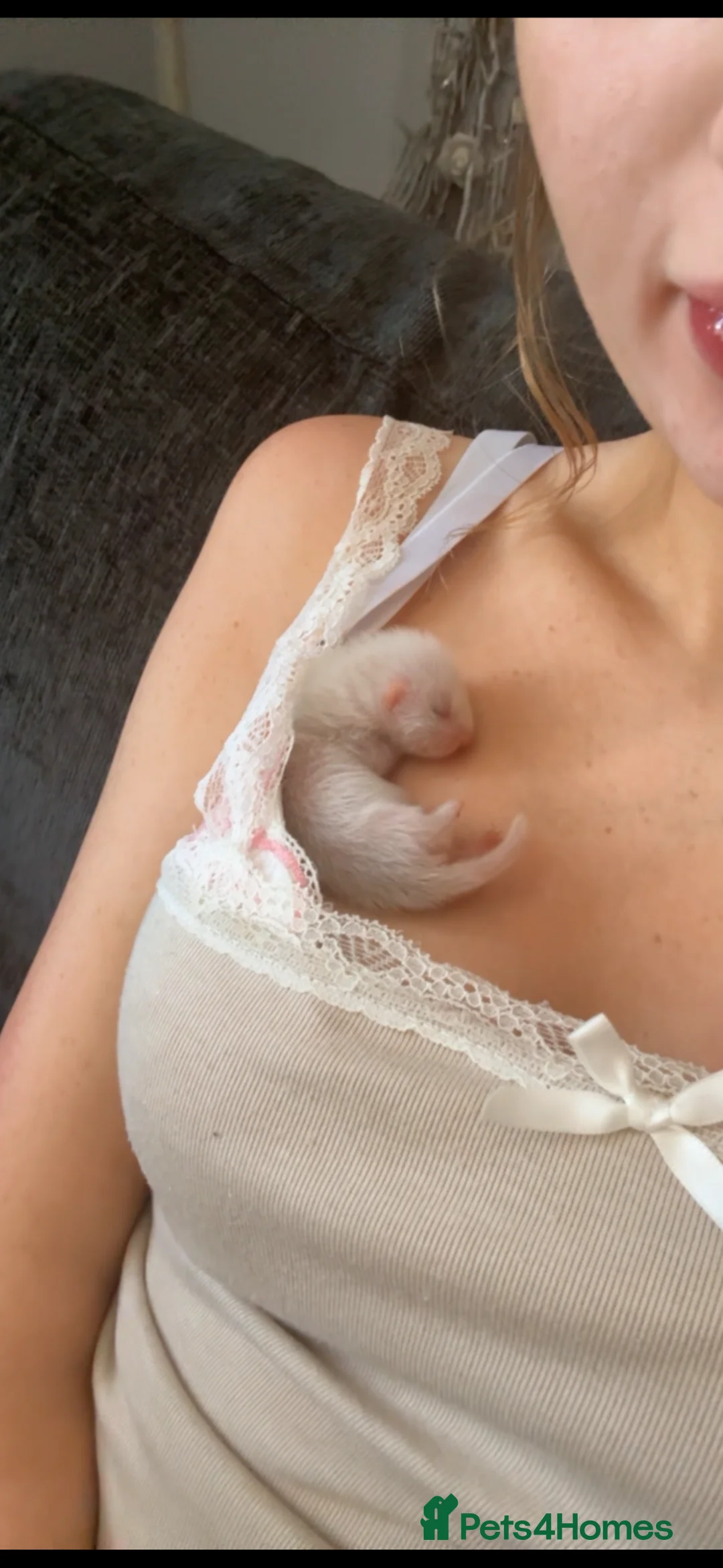 Ferret rodents for sale: Ferret kits for sale  - Advert 2