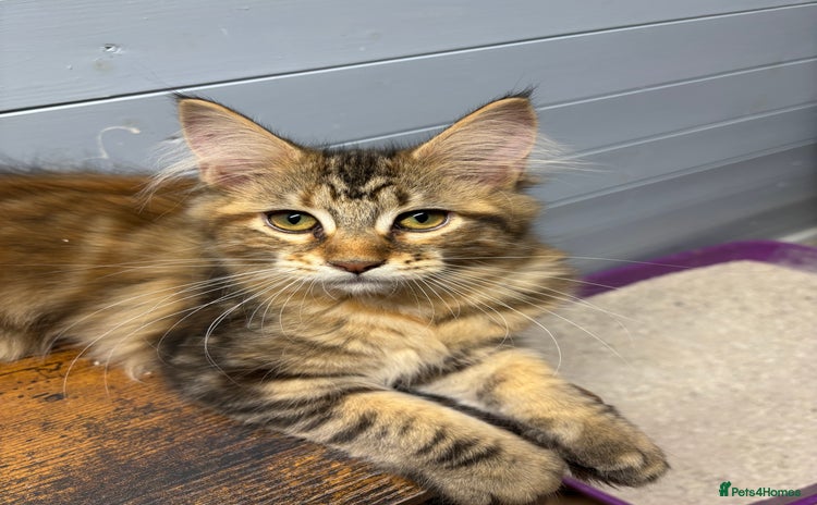 Maine Coon cats - Advert 11