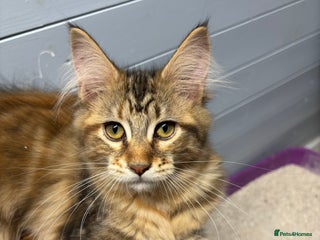 Maine Coon cats - Advert 30