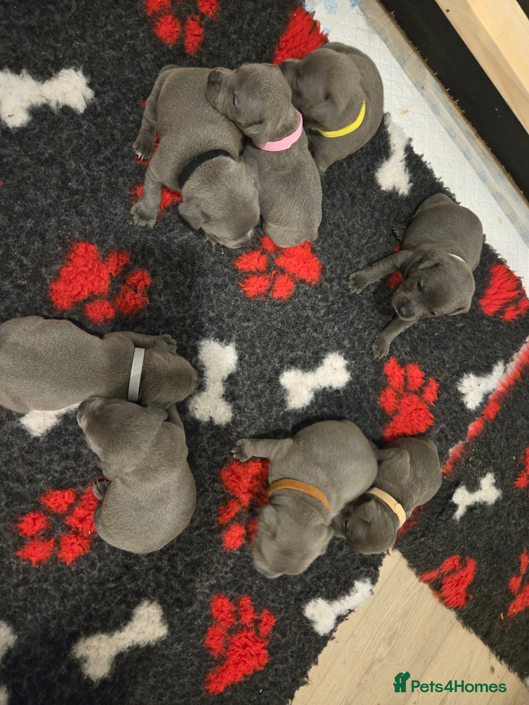 Staffordshire Bull Terrier dogs for sale: Blue Staffy Puppies 🐶 - Advert 17