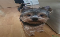 Yorkshire Terrier dogs for stud: Stud available- Miniature Yorkshire Terrier - Image 11