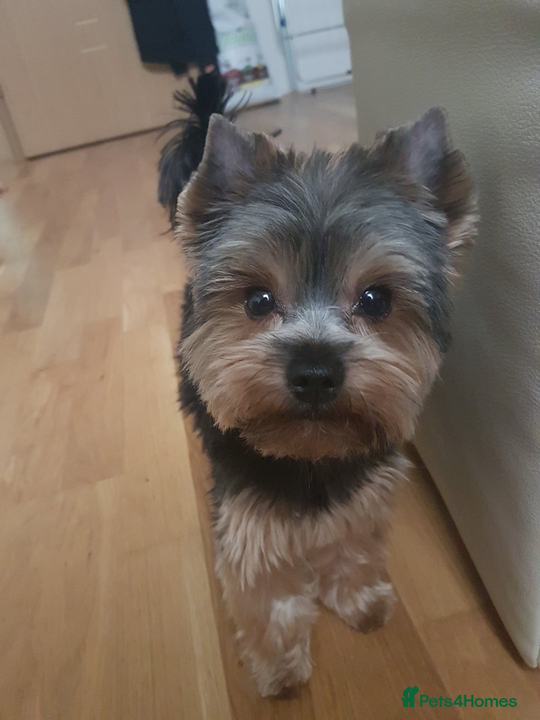 Yorkshire Terrier dogs for stud: Stud available- Miniature Yorkshire Terrier - Image 11