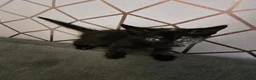 Mixed Breed cats for sale: 4 female kittens for sale in Caerphilly - Advert 7