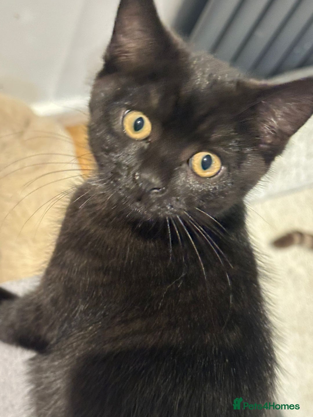 British Shorthair cats for sale:  🐾 Gorgeous Black Kittens – 11 Weeks Old 🐾   - Image 16